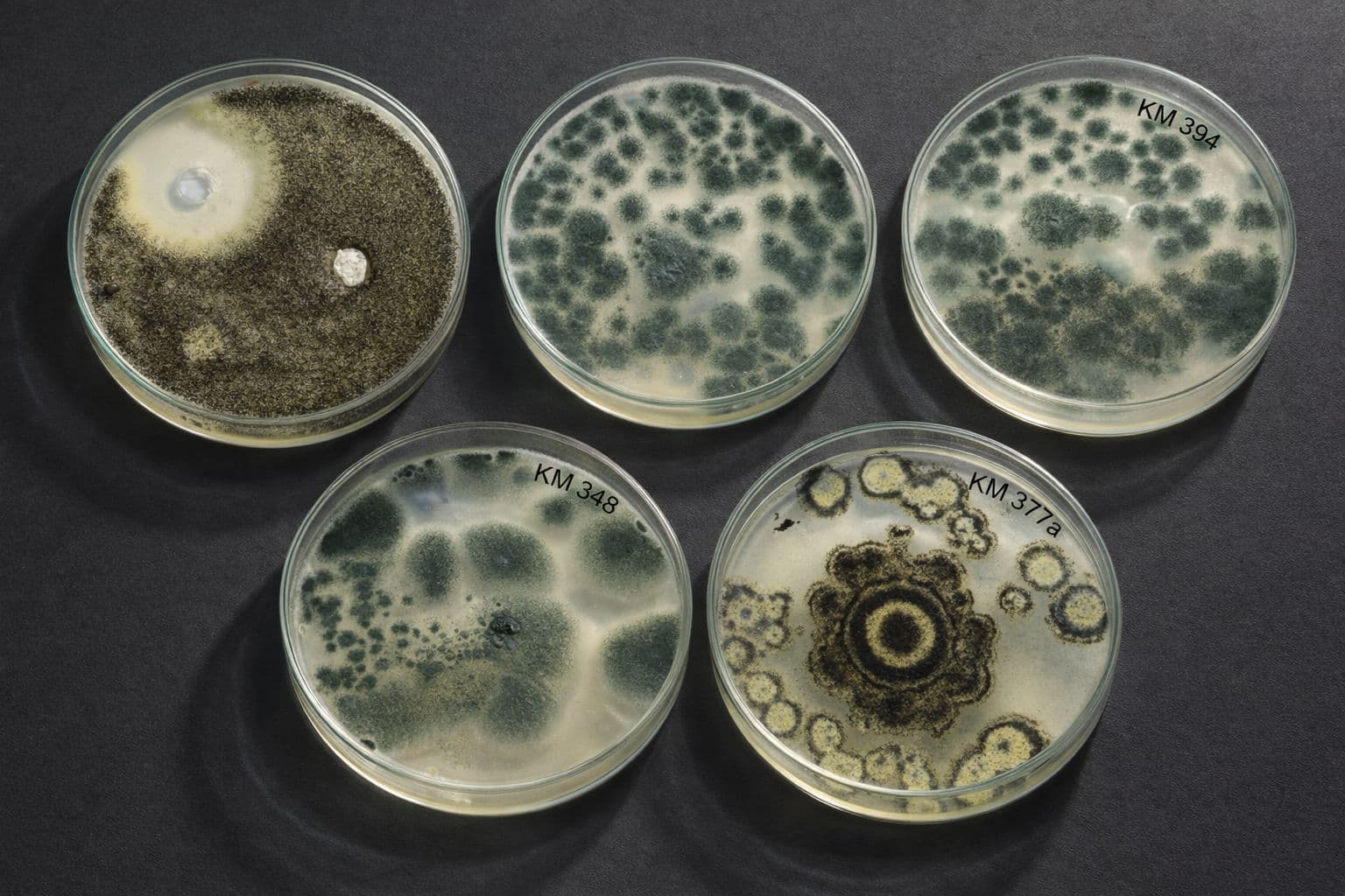 Collection of fungal cultures in Petri dishes showing different growth patterns