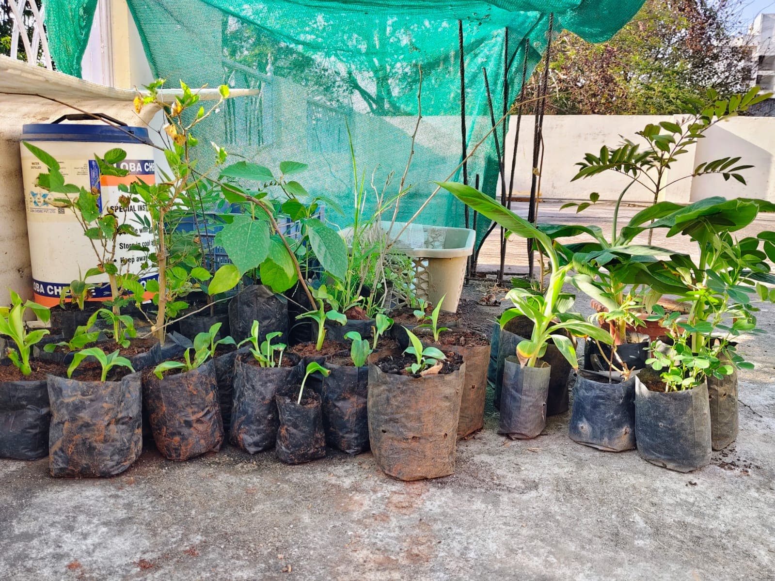 Young plants in polybags being nurtured in a controlled environment