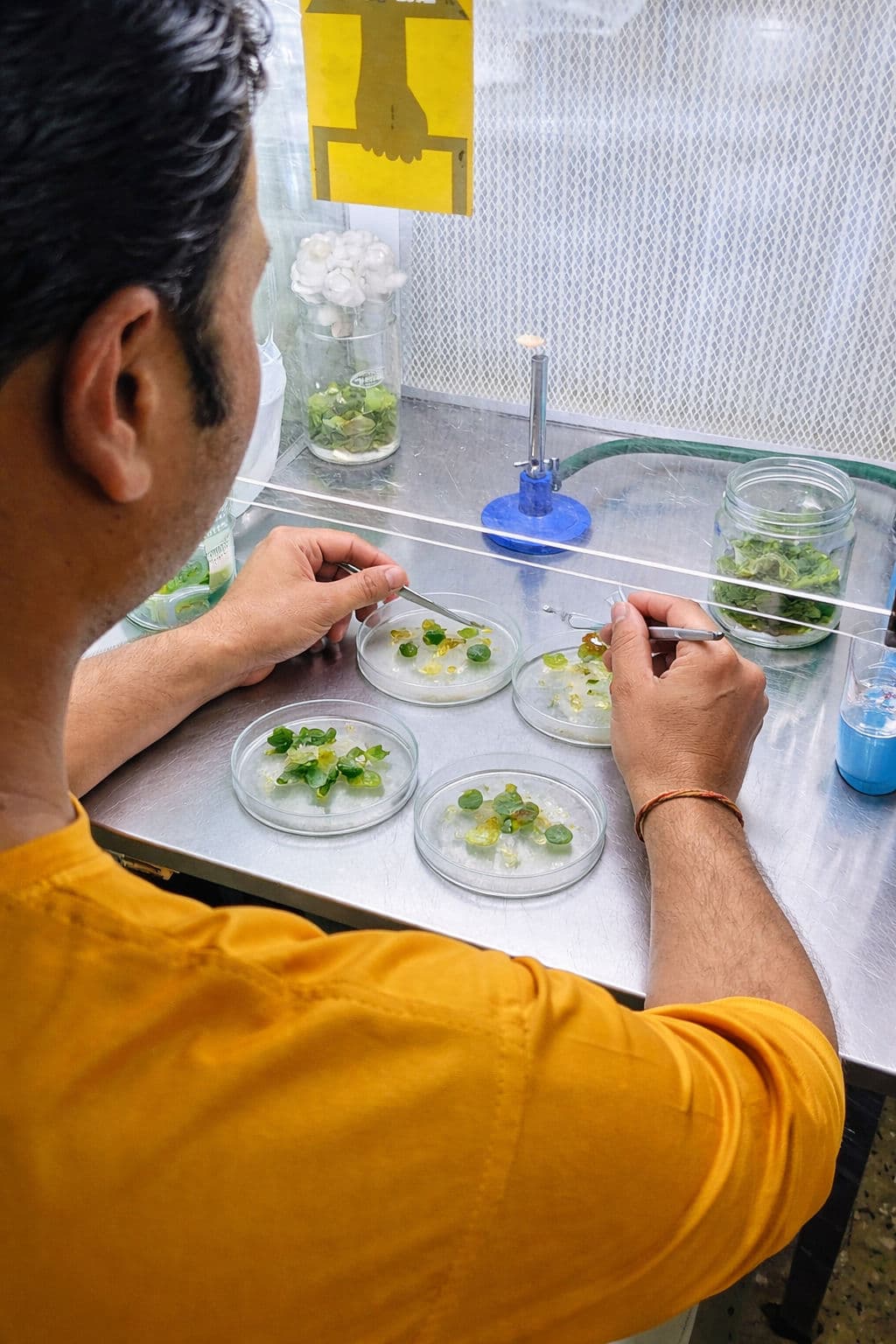 Researcher working with plant tissue culture inside a laminar air flow chamber