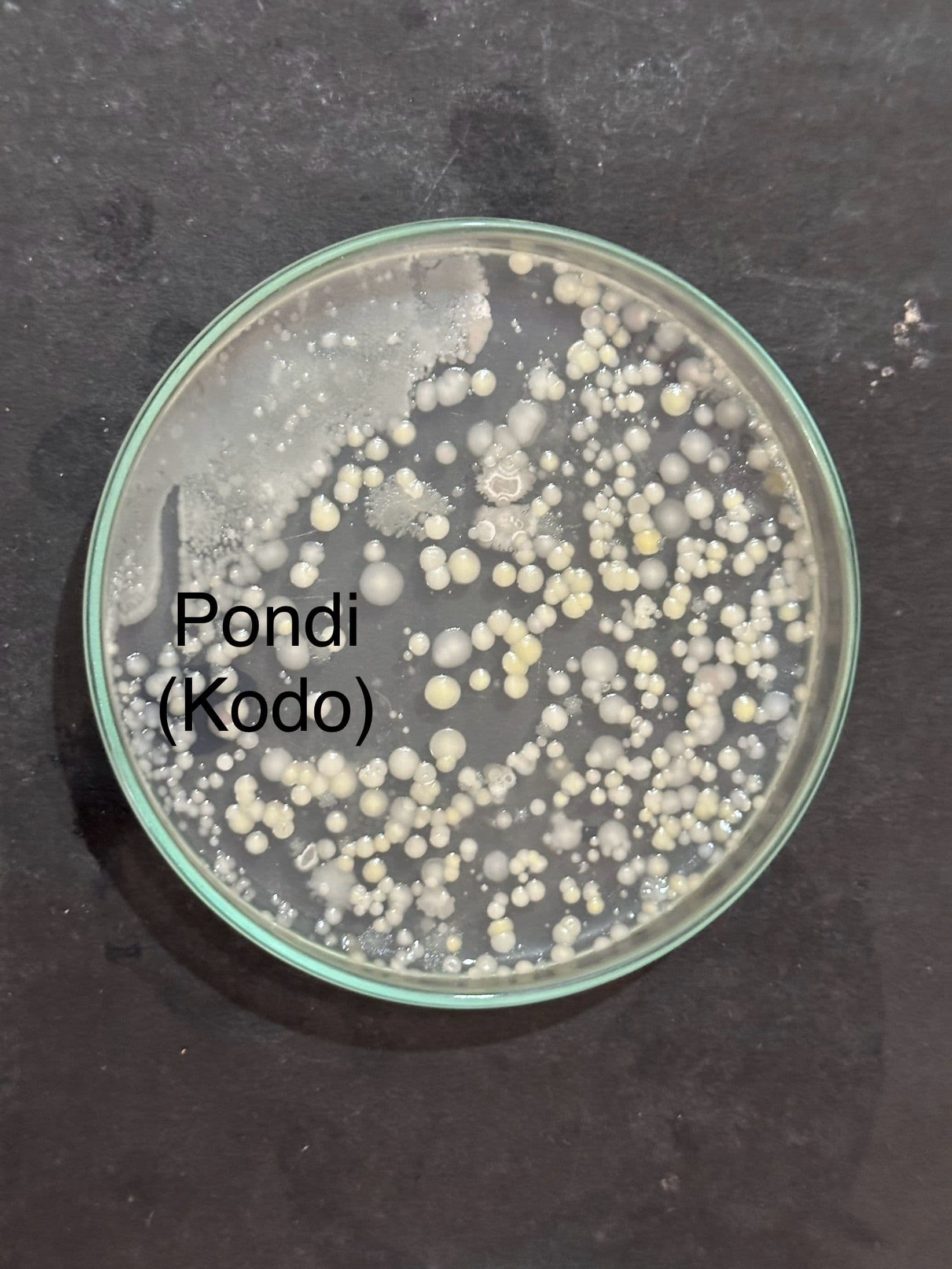 Bacterial culture identified as Kodo research