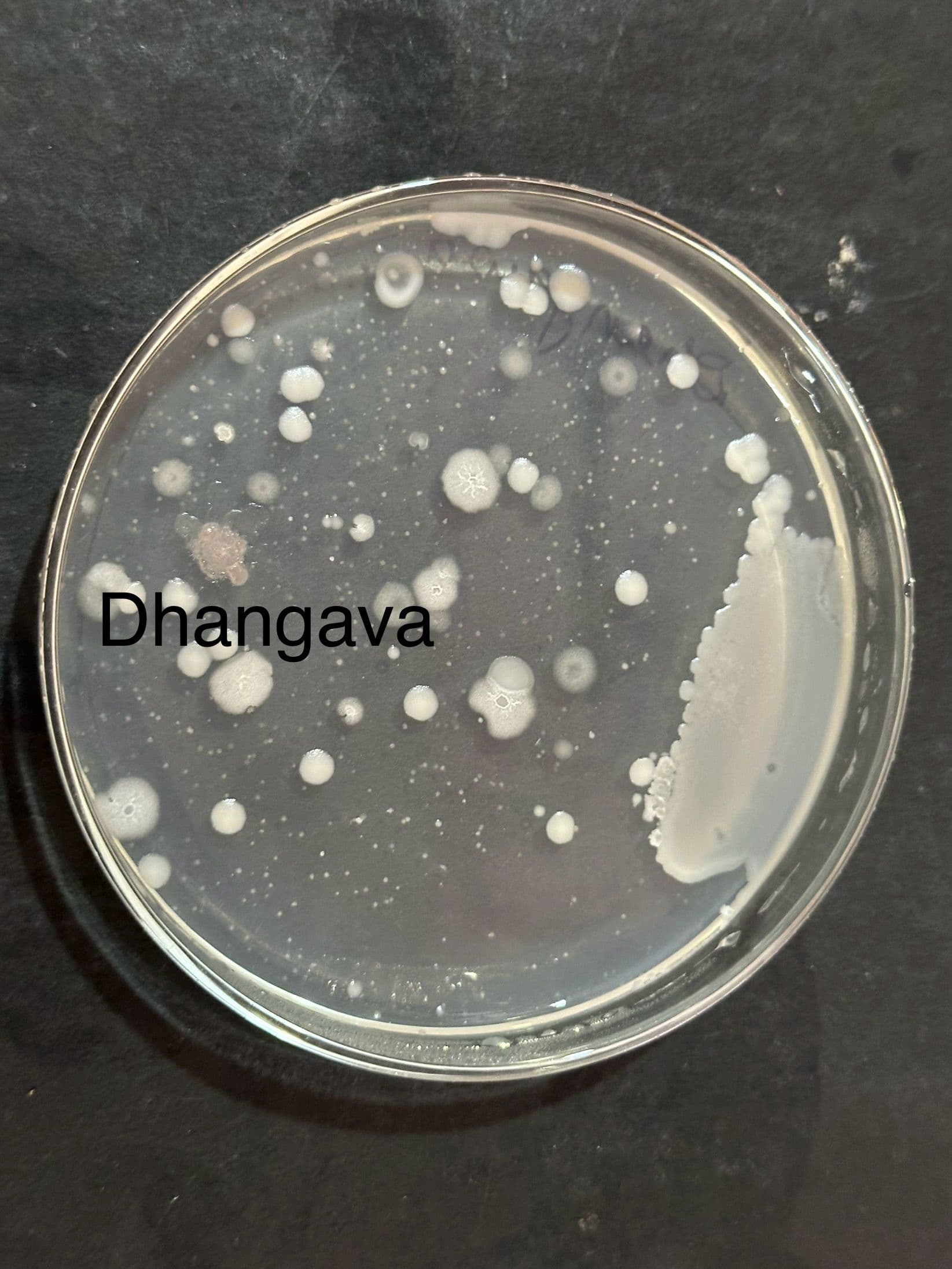 Agar plate labeled Dhangava with multiple microbial colonies