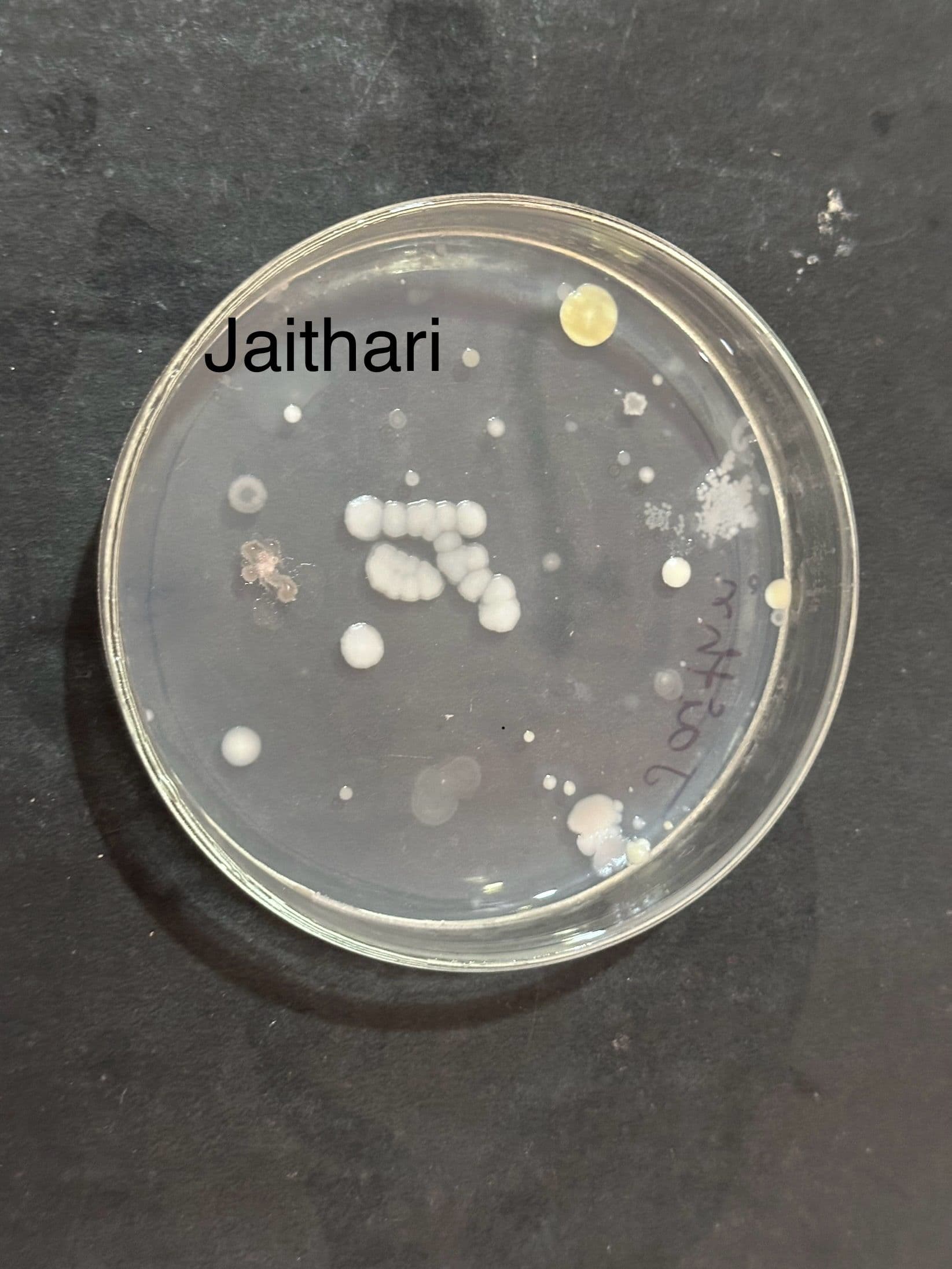 Agar plate labeled Jaithari with distinct fungal isolates