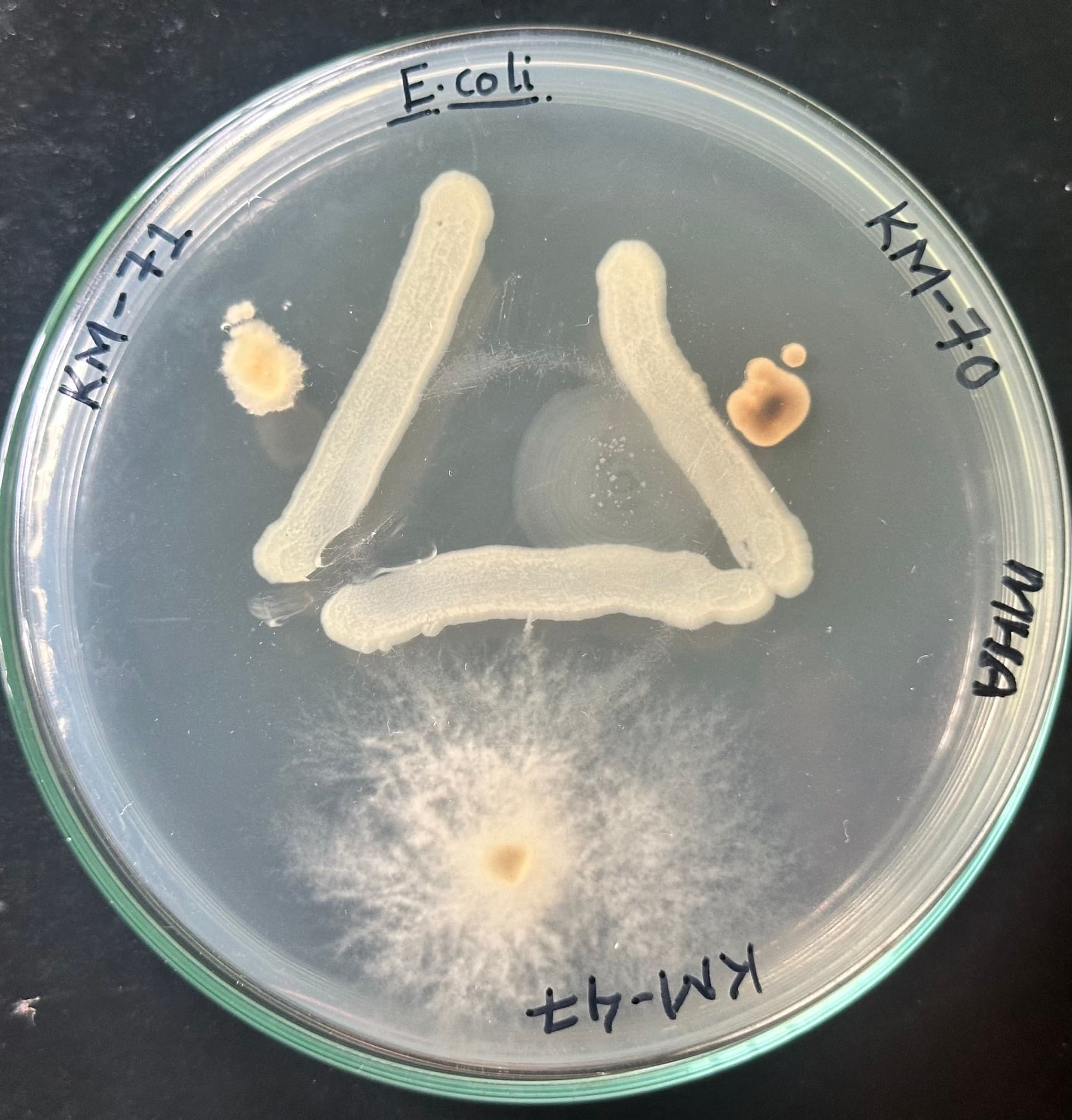 Microbial interaction study on a Petri dish