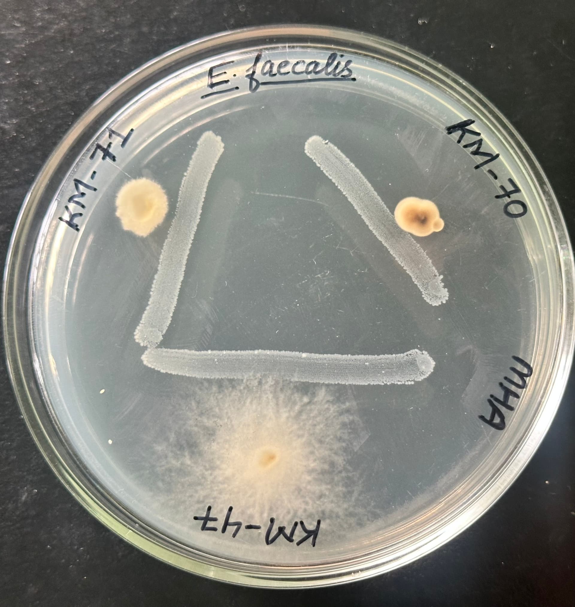 Fungal inhibition assay showing a clear zone of inhibition