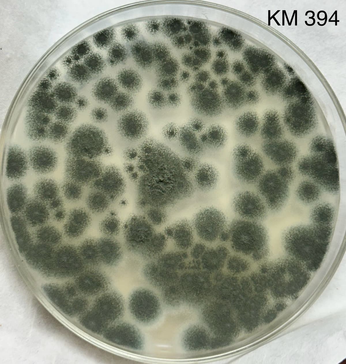Large Petri dish with extensive microbial growth