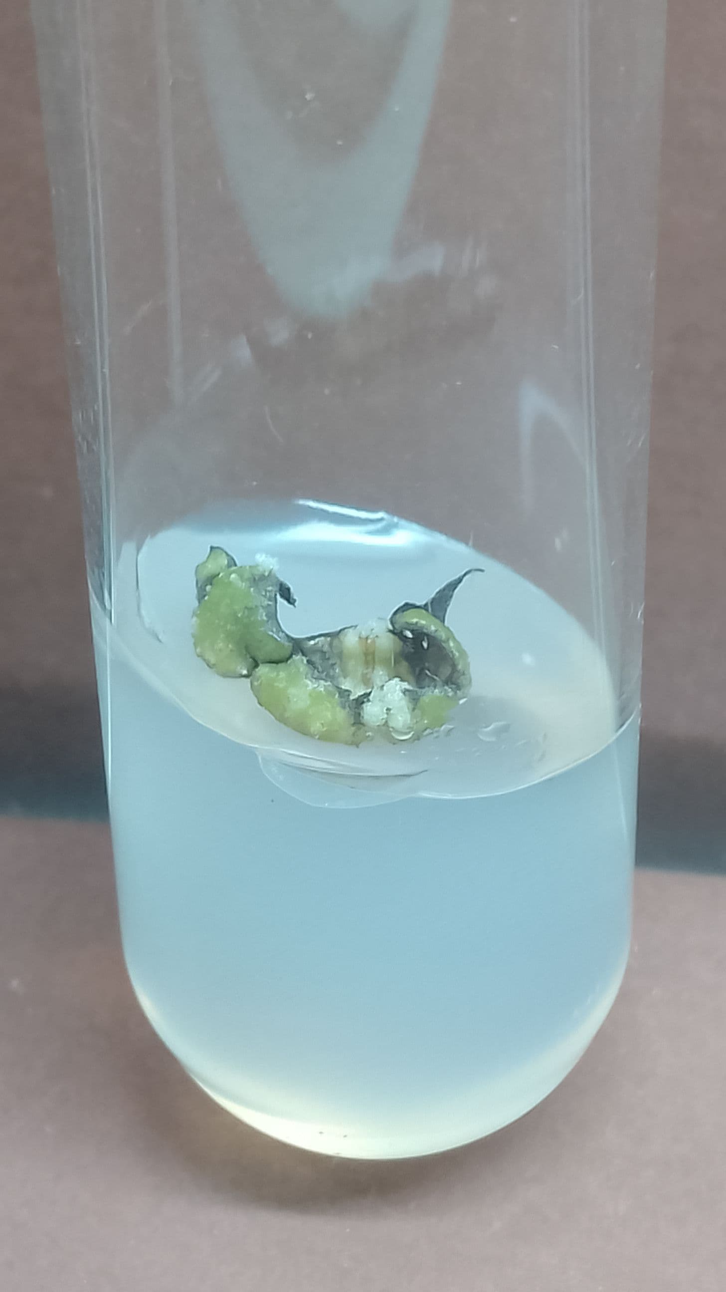 Plant tissue culture in a glass tube showing initial shoot development