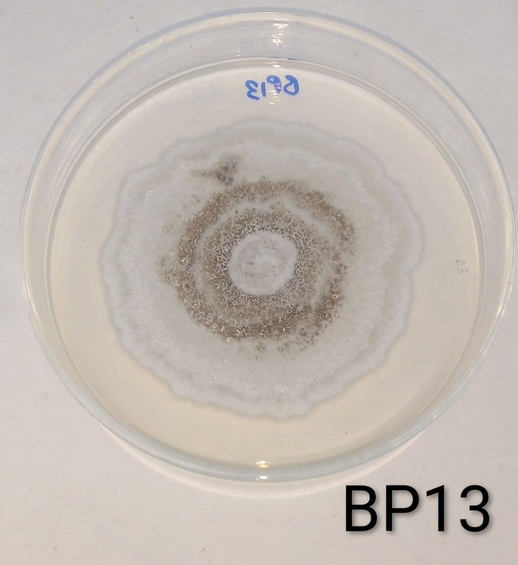 Circular fungal colony on a Petri dish labeled BP13