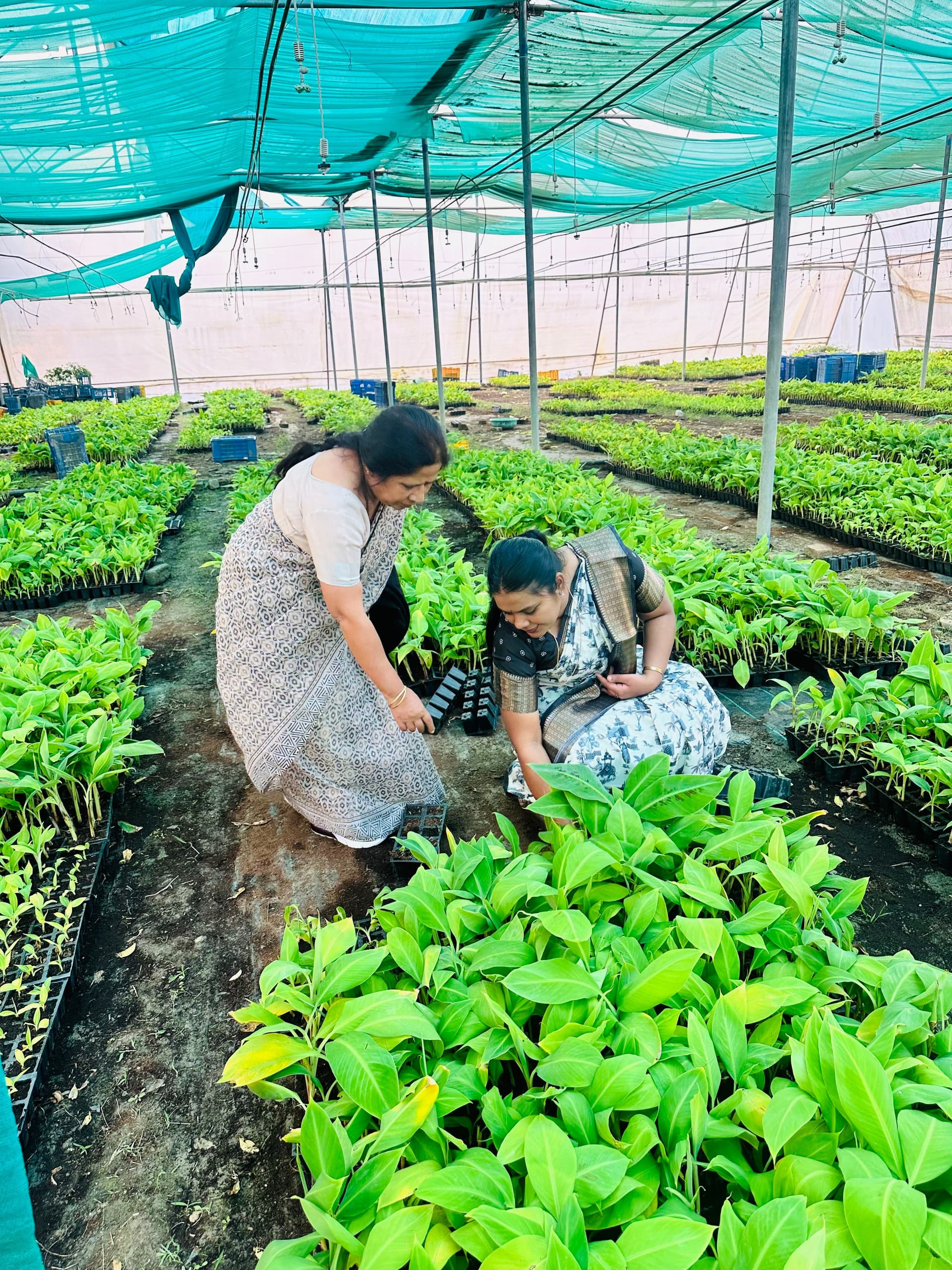 Two women observing growth in a commercial plant nursery