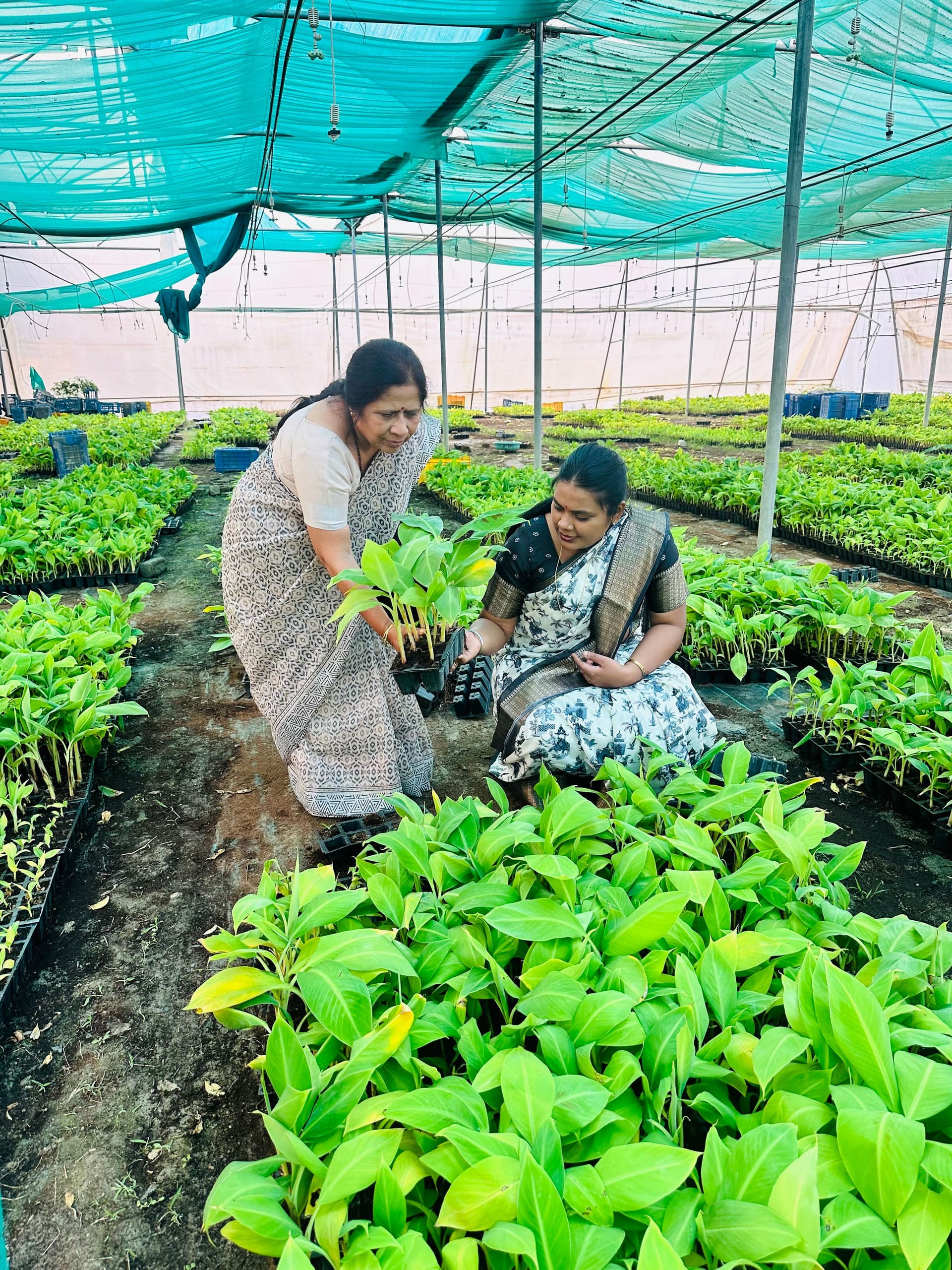 Two women examining young plants in a greenhouse setting