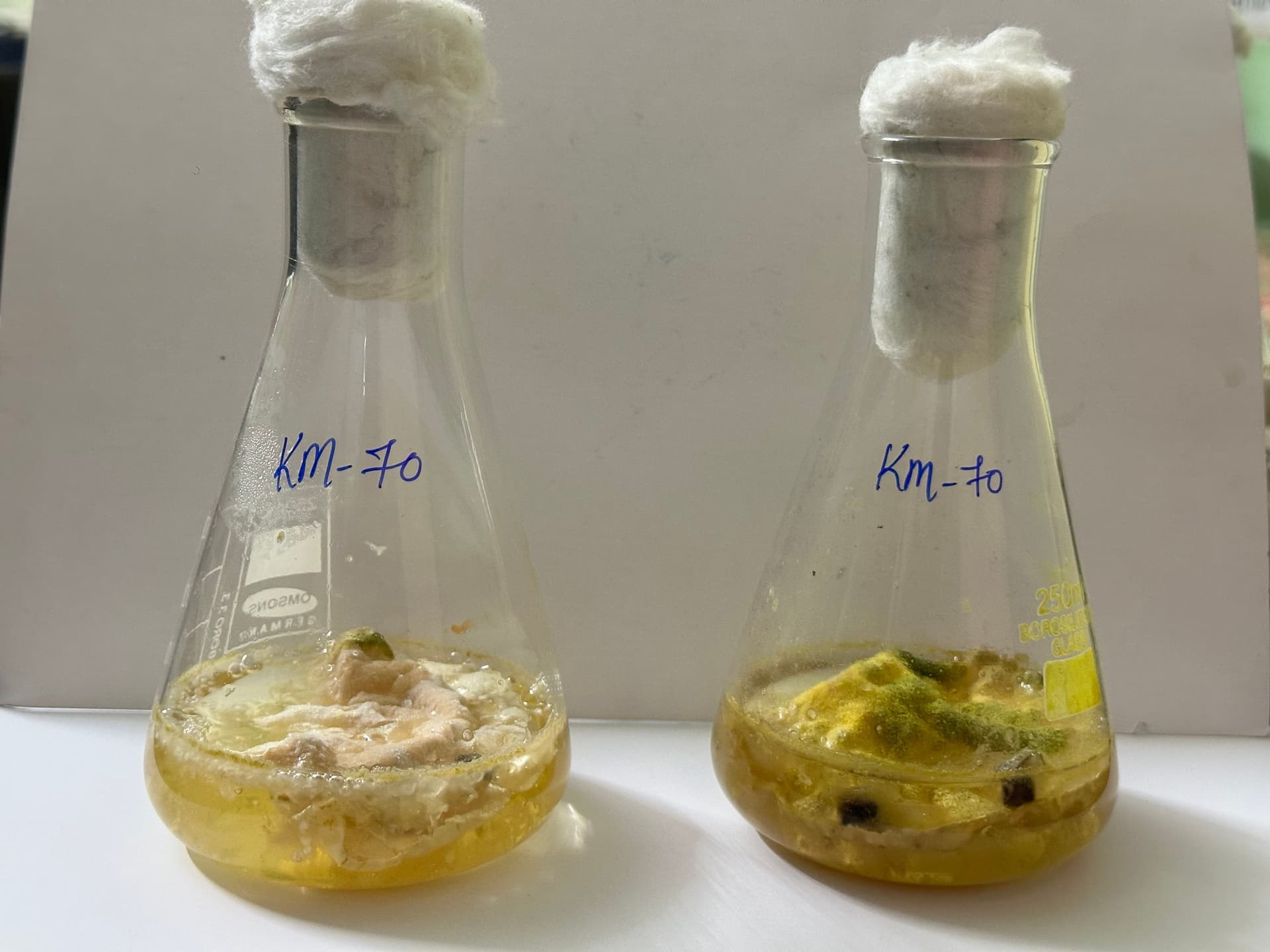 Comparative study of microbial growth in laboratory flasks