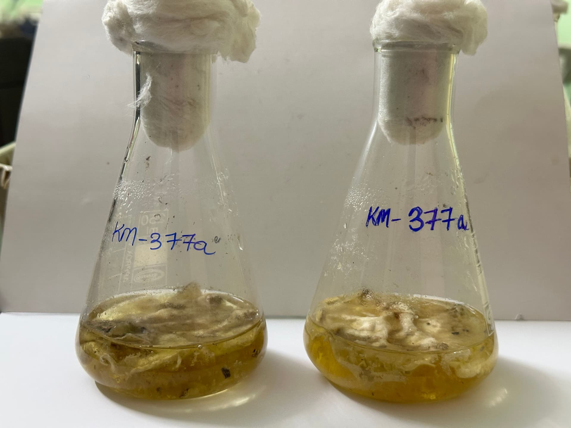 Research on biomass development using glass flasks