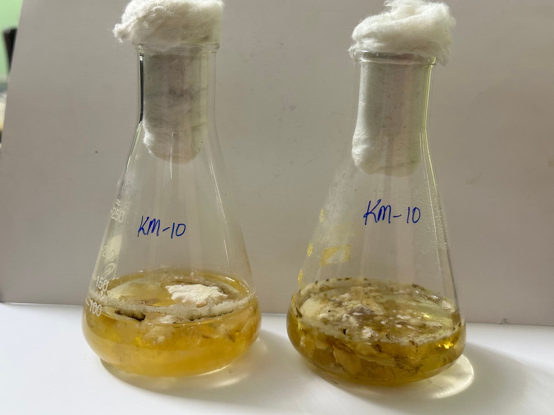 Experimental fermentation process in glass flasks