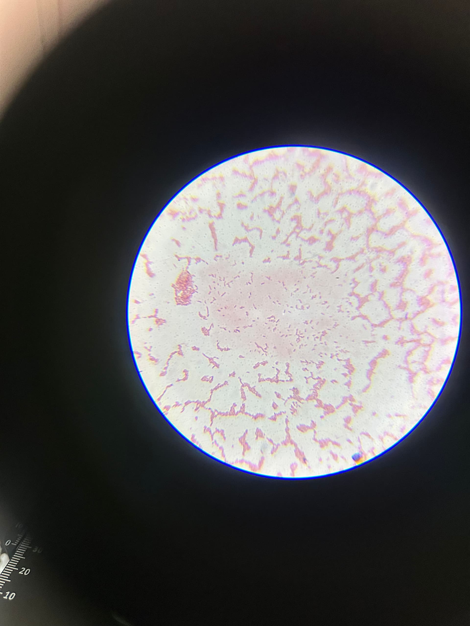 High-resolution microscopic view of cellular structures