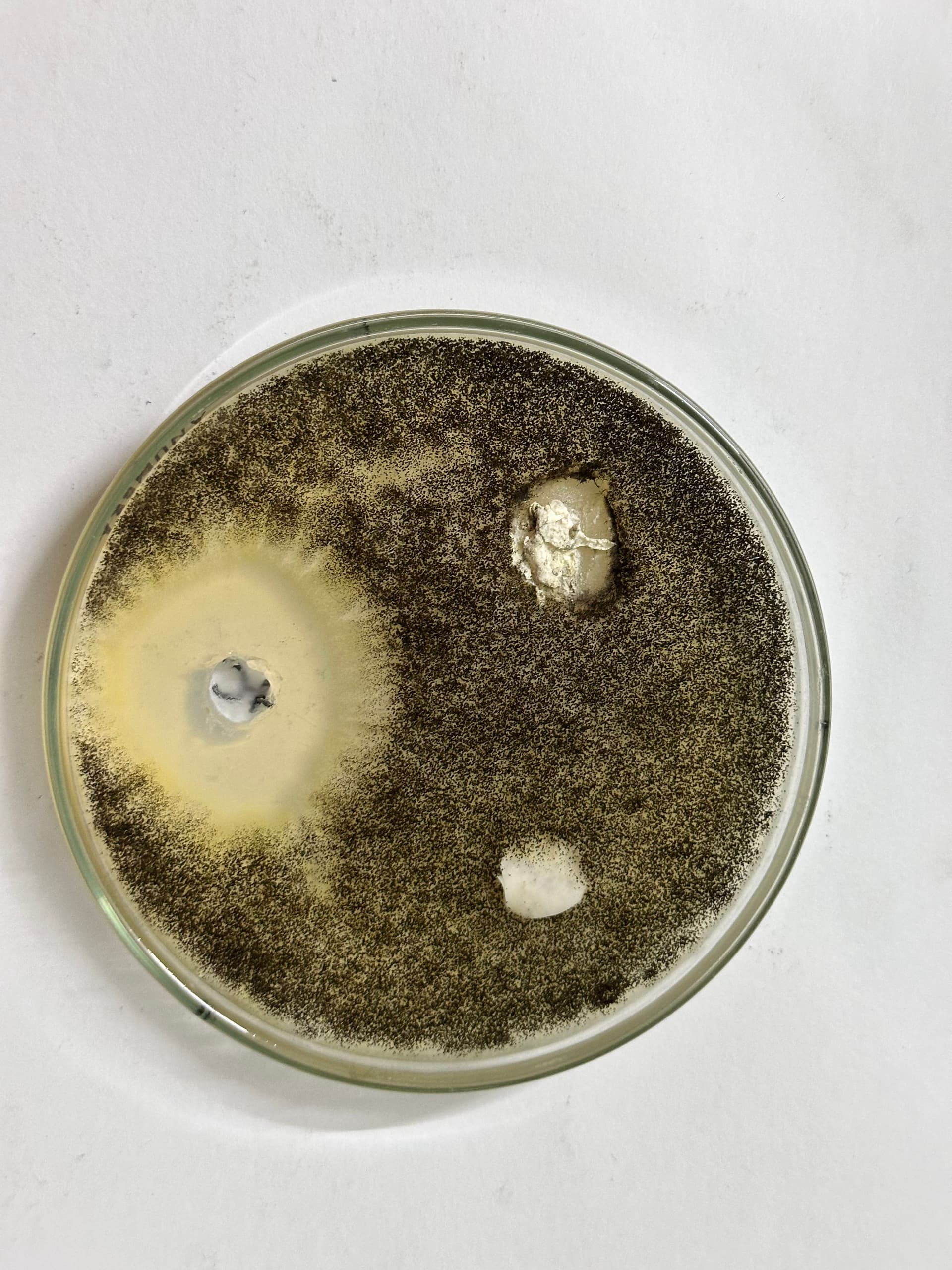 Petri dish with complex microbial growth patterns