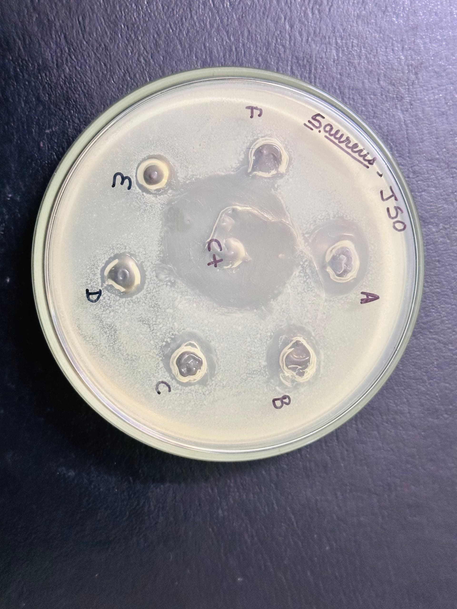Comparative microbial assay on multiple Petri dishes