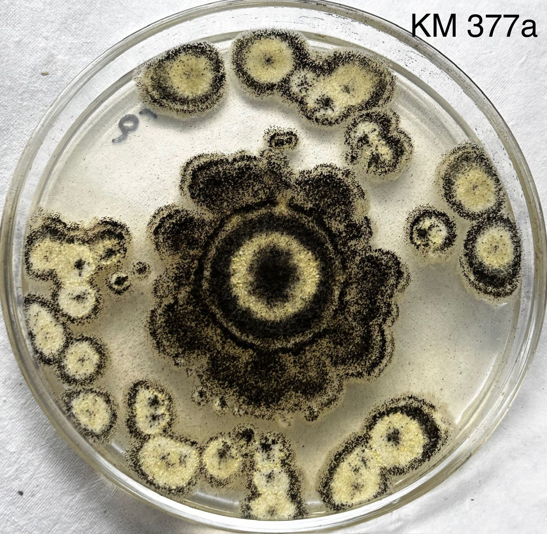 Elaborate fungal colony morphology on solid media