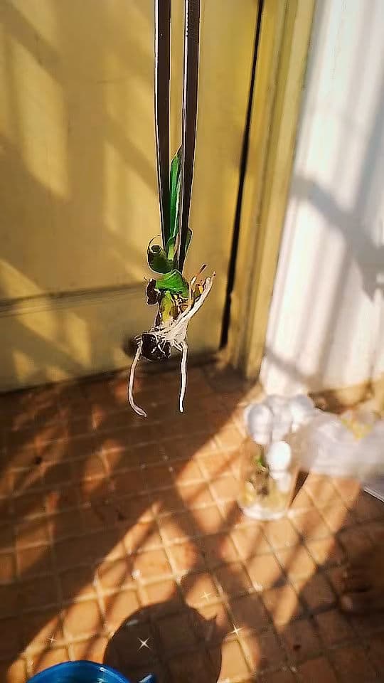 A hanging plant being reviewed