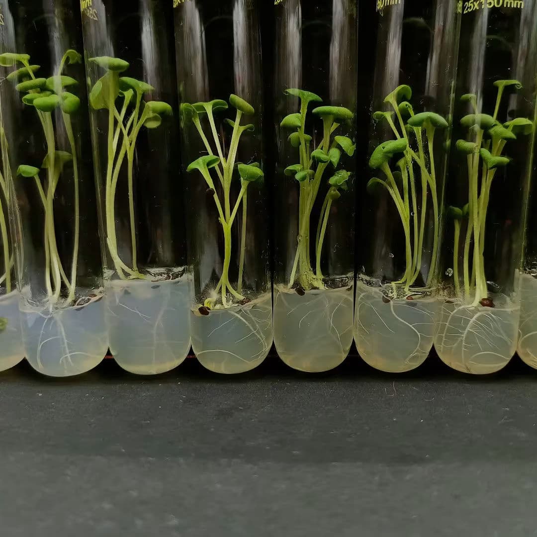 Botanical Research