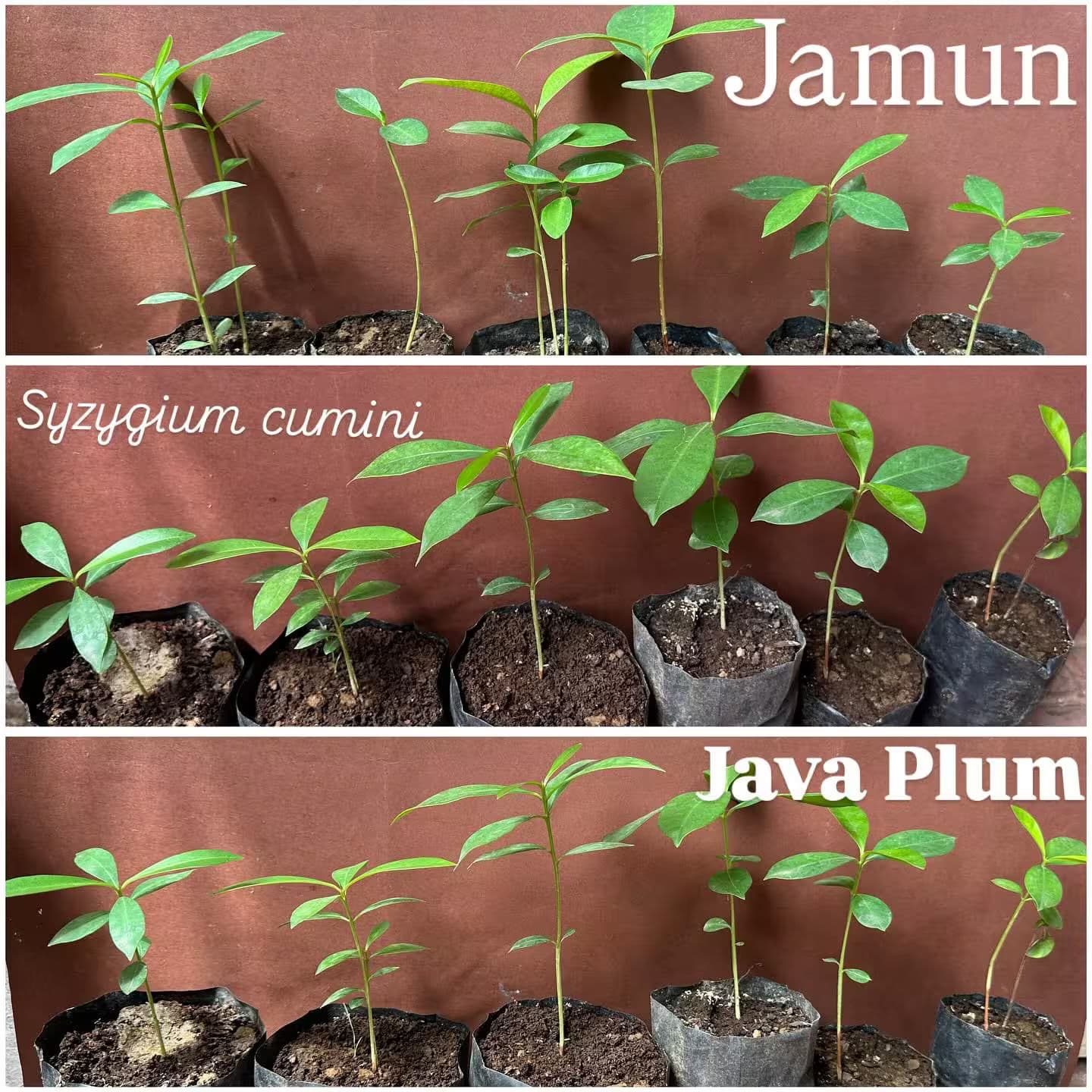 A series of photos showing different stages of a plant