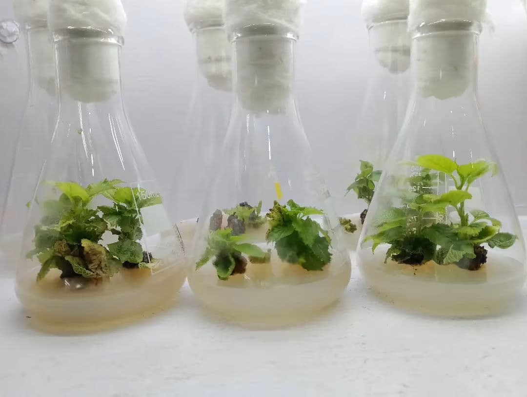 Three glass bottles filled with plants and herbs
