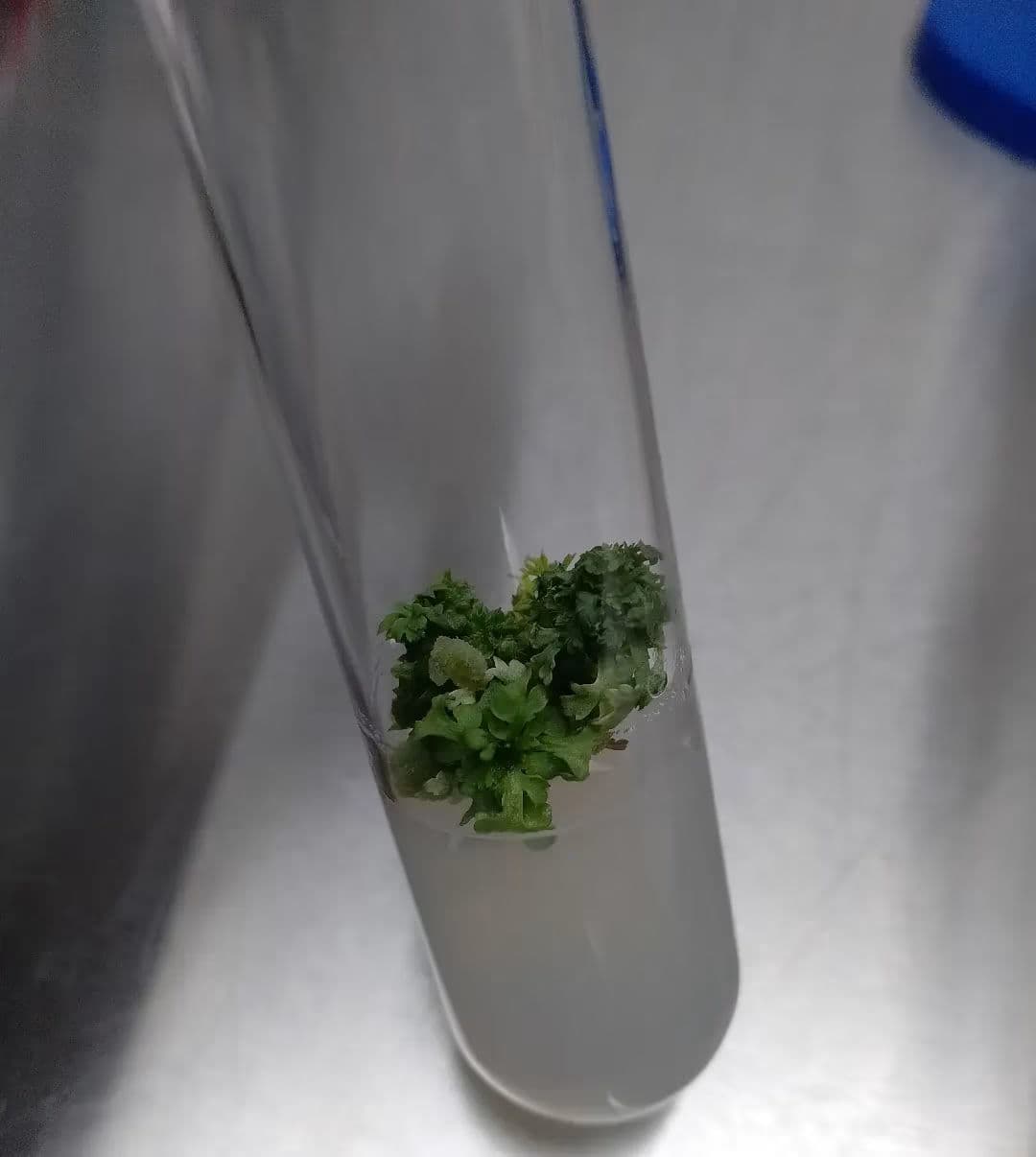 A tube filled with a green plant inside of a laboratory