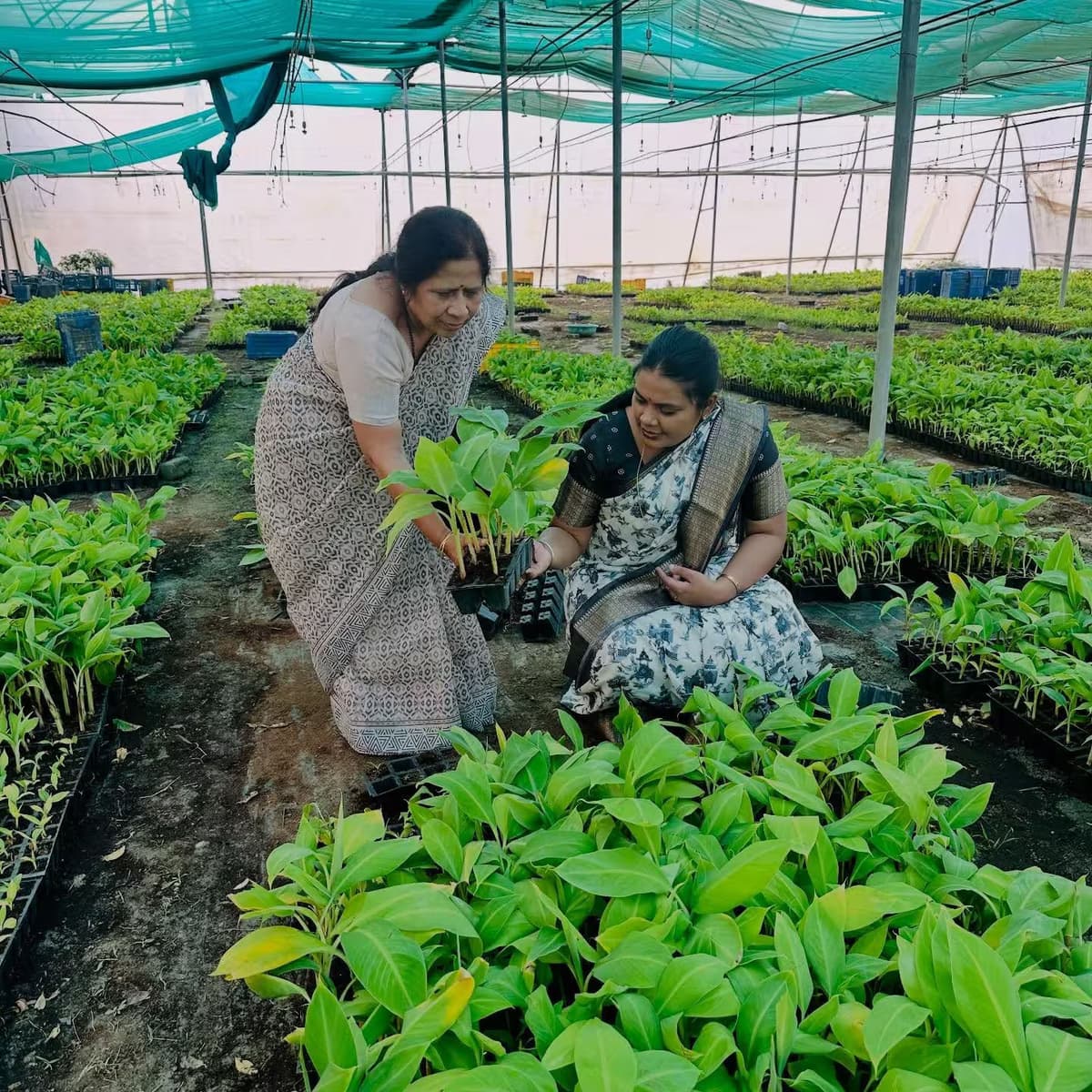 Two professor in a greenhouse with plants