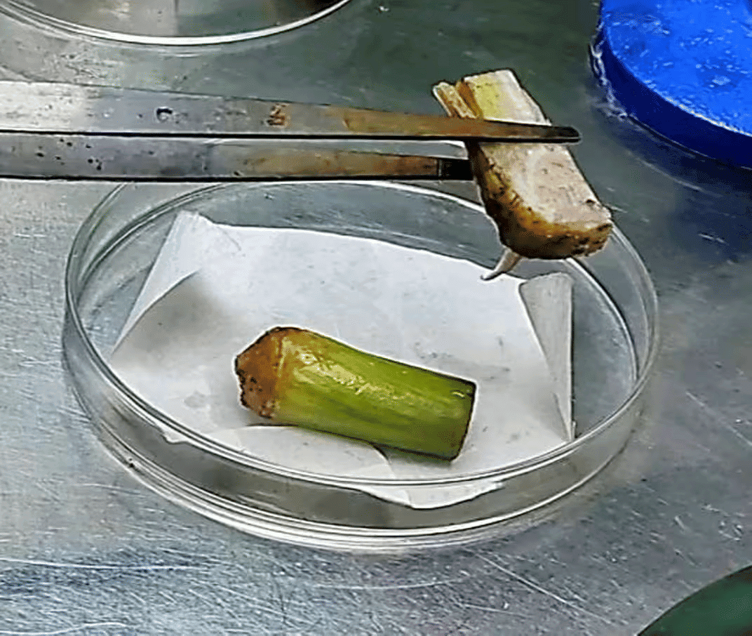 Plant development stage 1