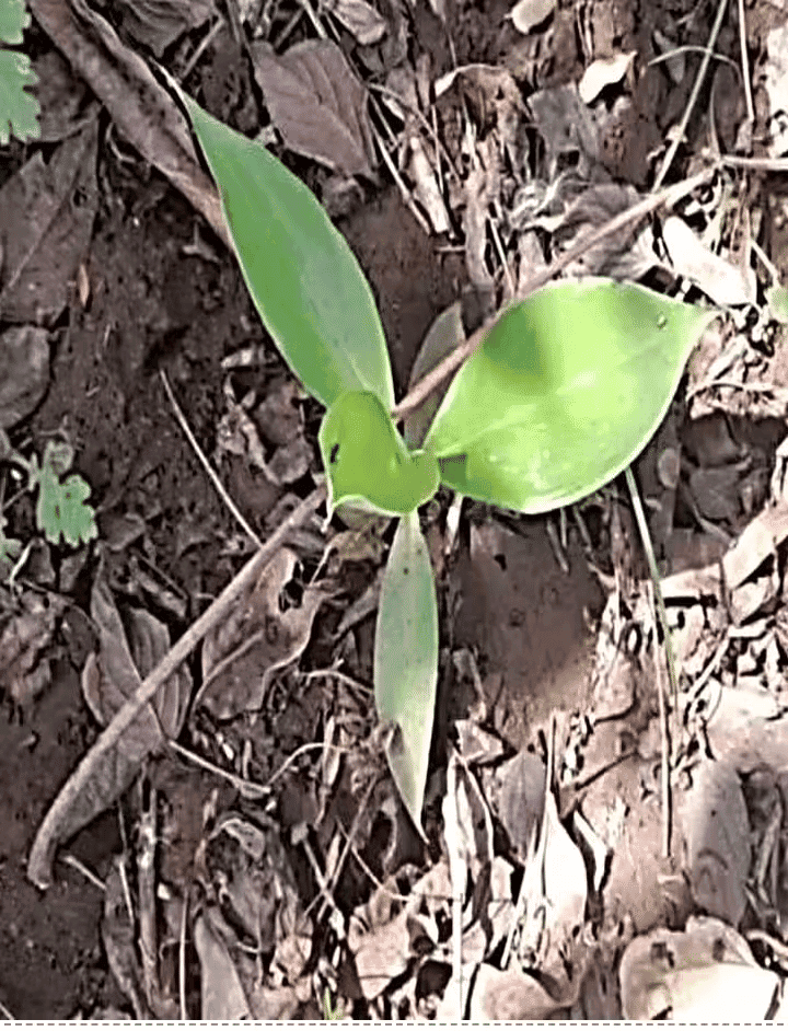 Plant development stage 10