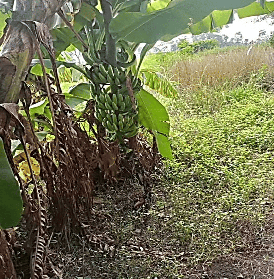 Plant development stage 11