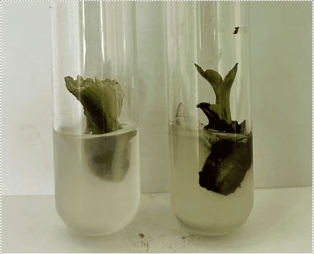 Plant development stage 2