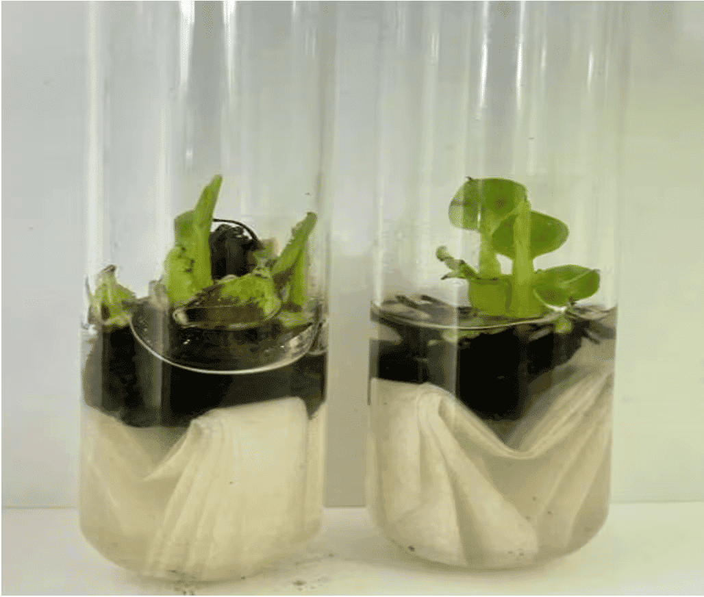 Plant development stage 3