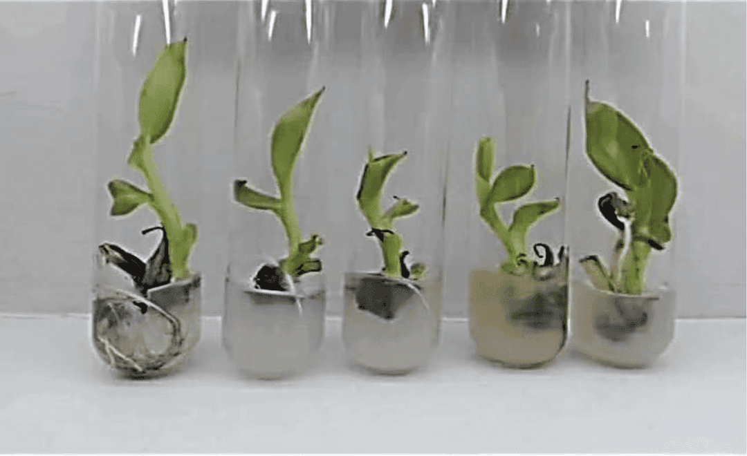 Plant development stage 4