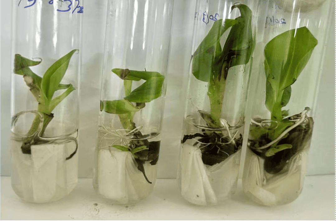 Plant development stage 5