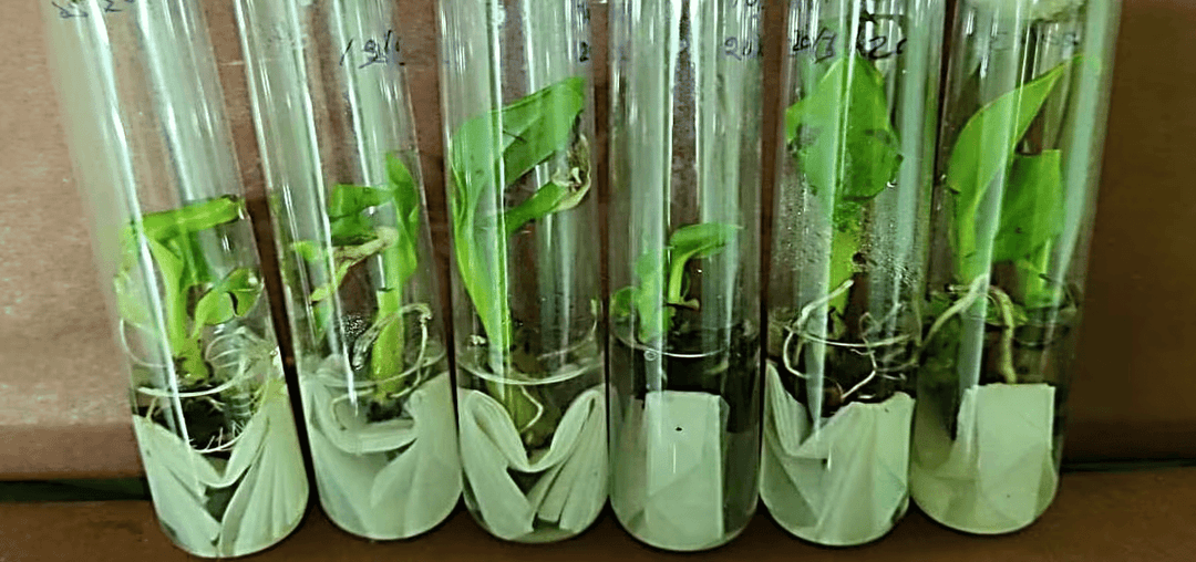 Plant development stage 6