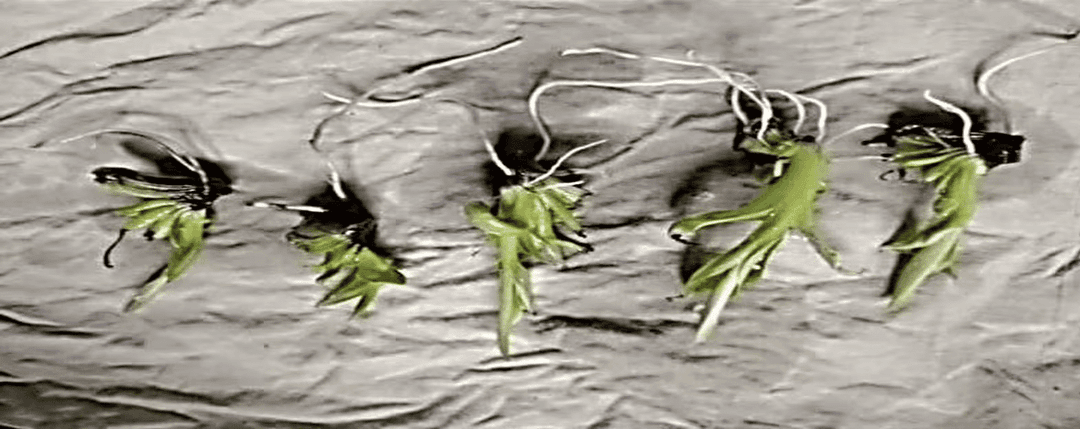 Plant development stage 7