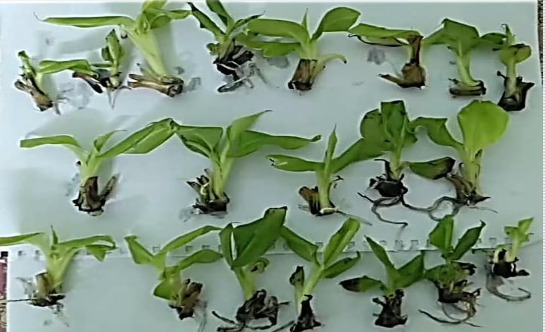 Plant development stage 8