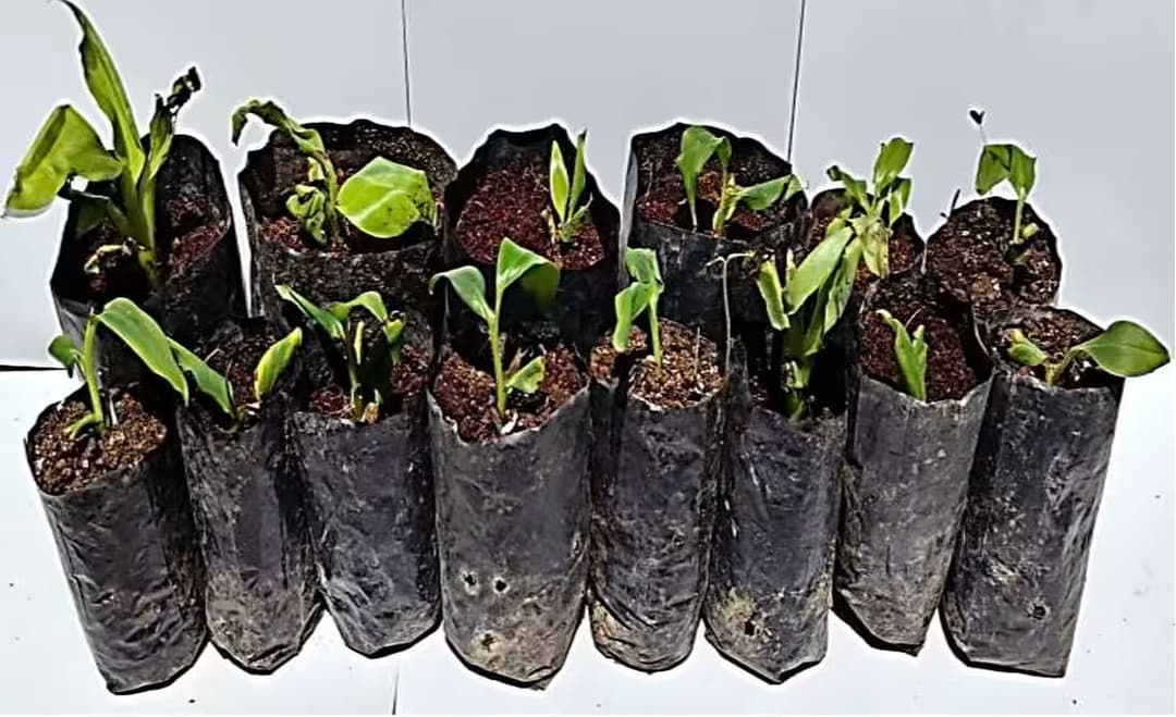 Plant development stage 9