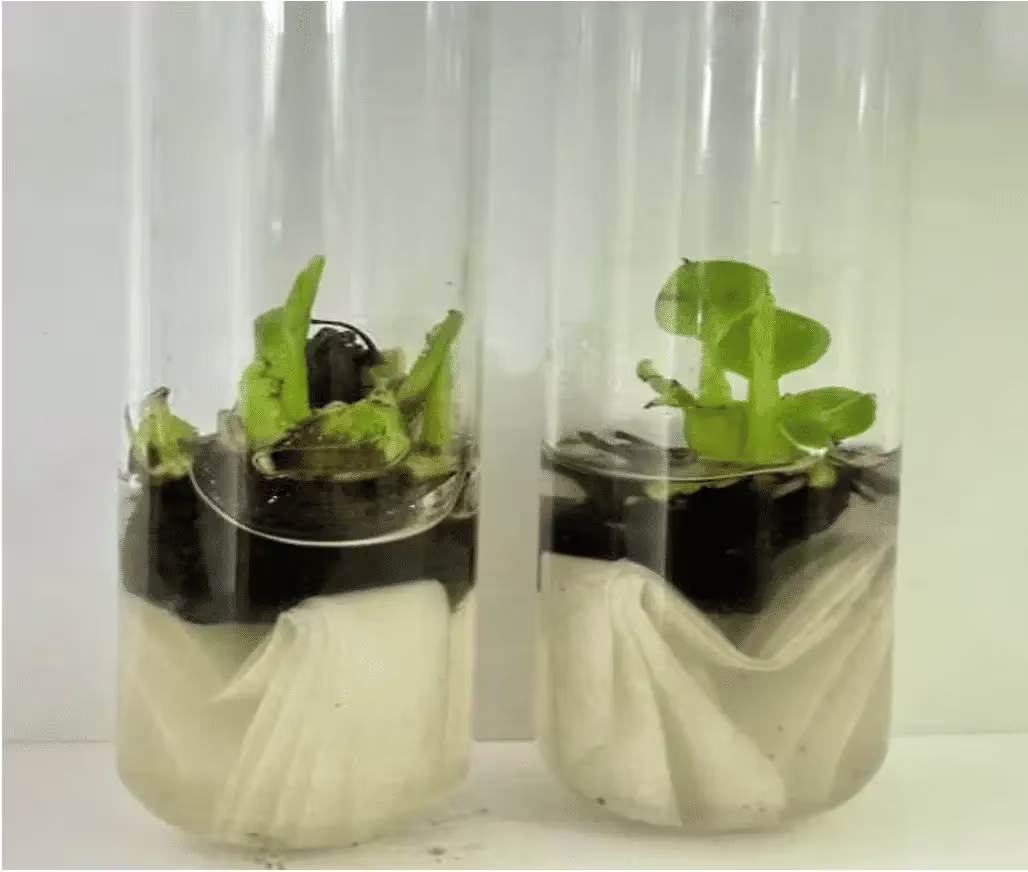 Lab Image 2