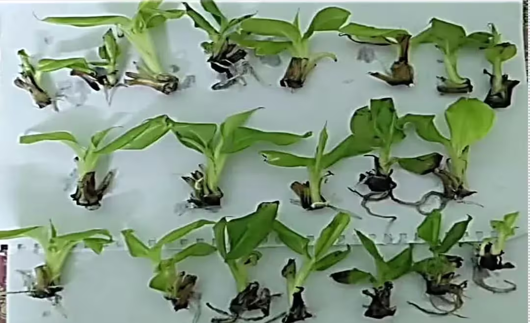 Lab Image 3