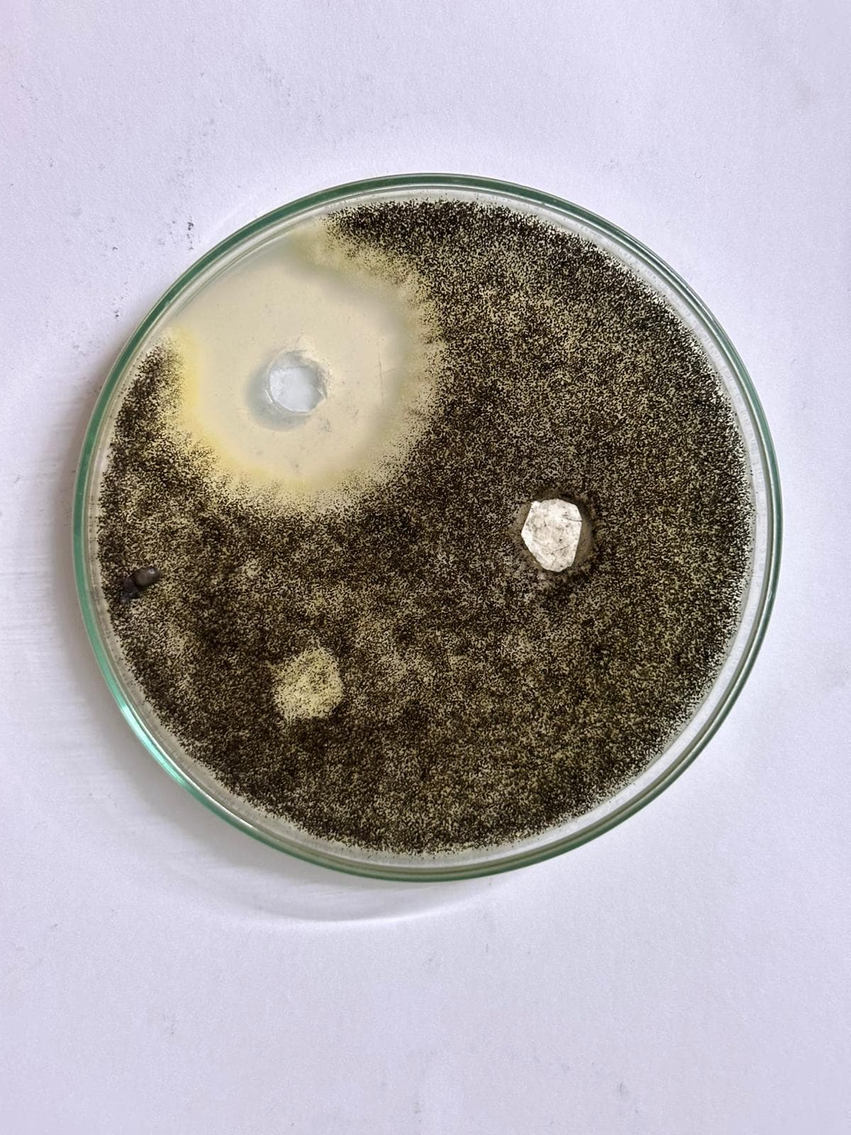 Yin-yang growth pattern of a fungal culture on a Petri dish